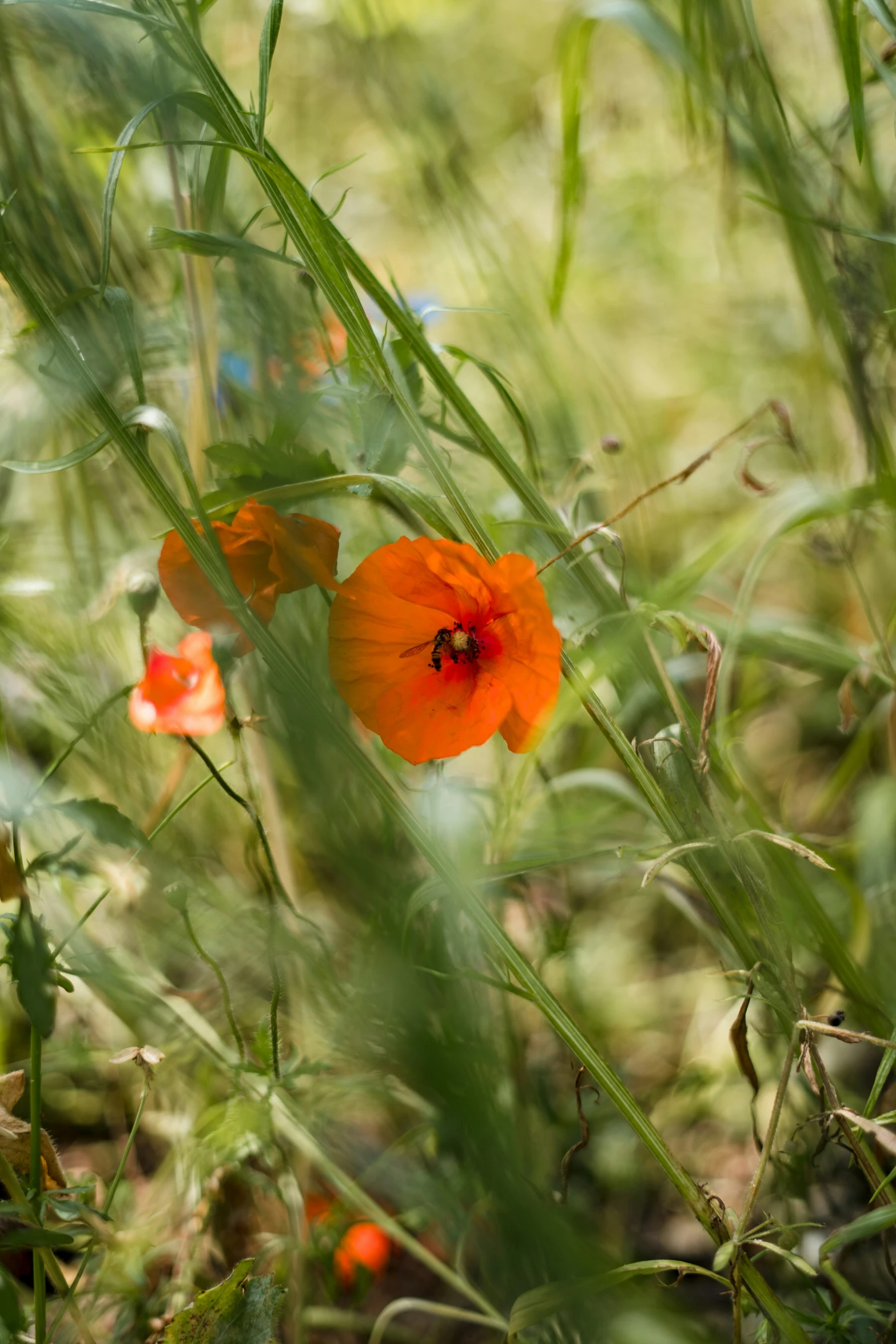 some orange flowers are in the grass