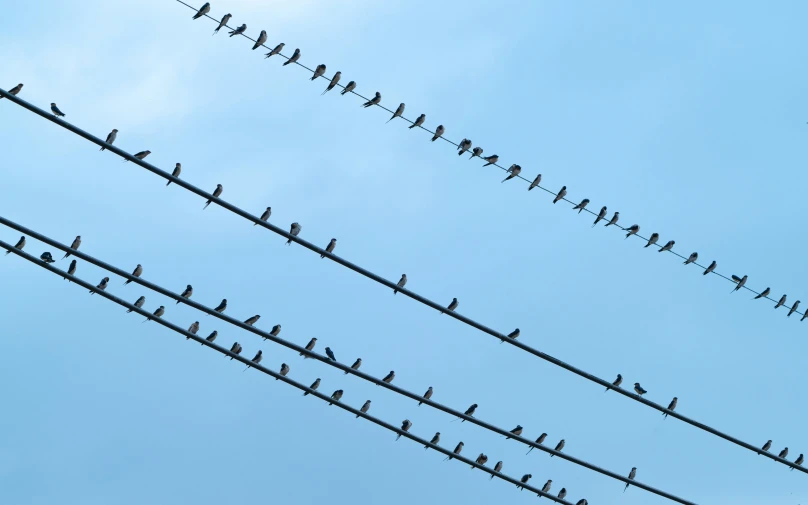 several birds on electric wires against a blue sky