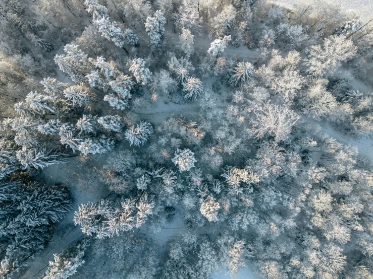 a winter covered forest from a bird's eye view