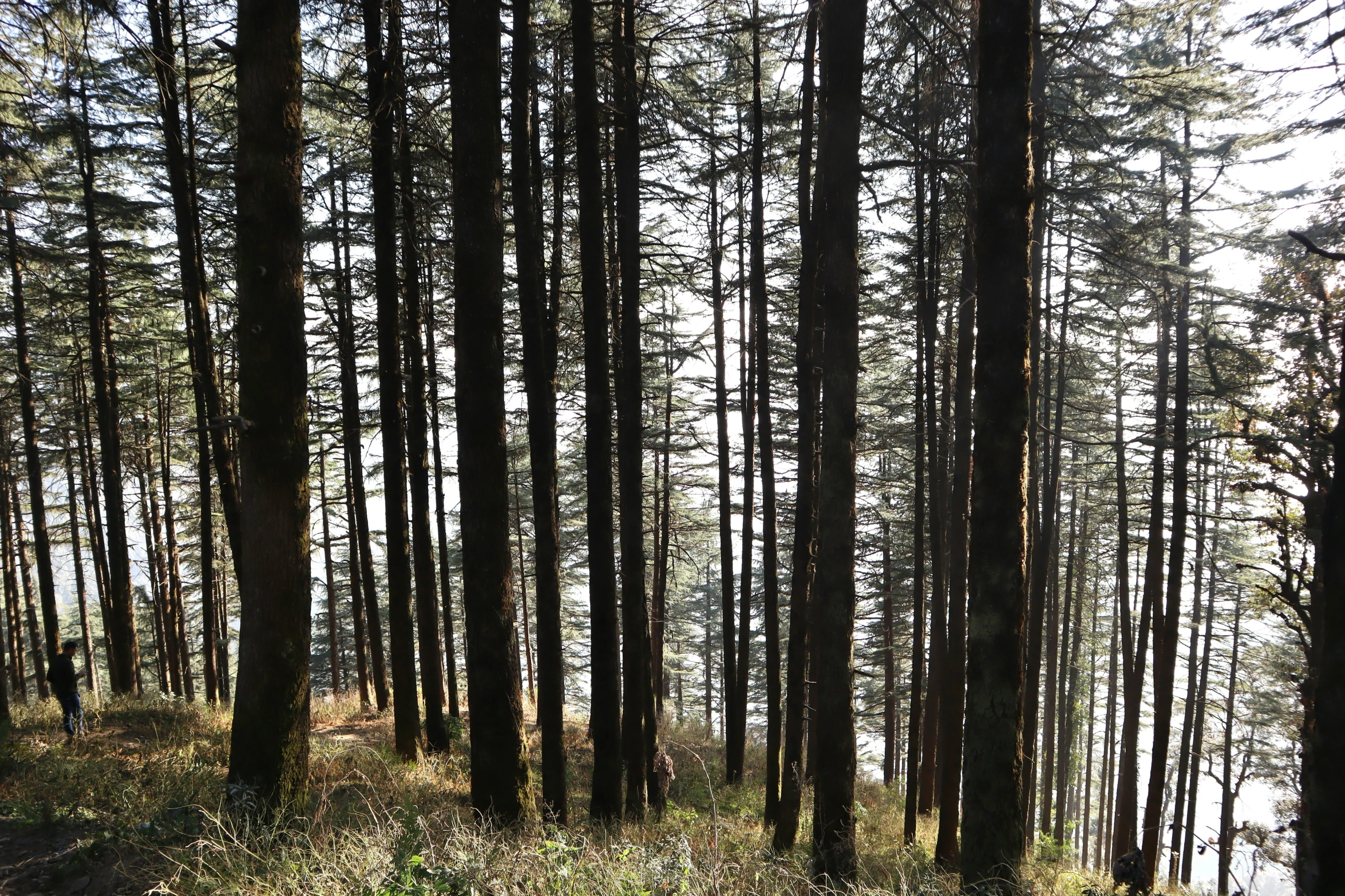 a grassy field in front of some tall trees