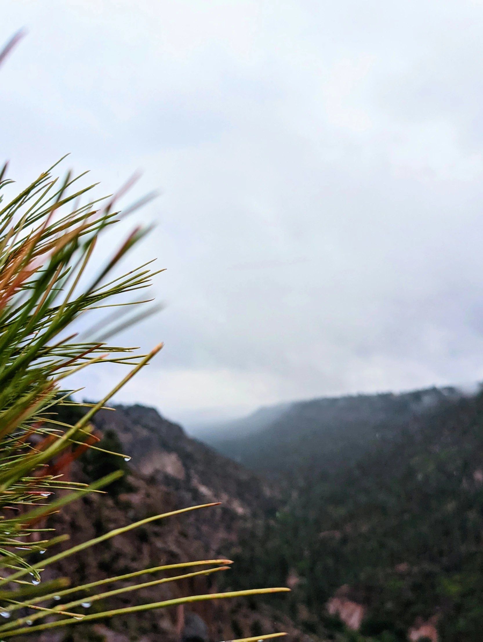 a large tree in the middle of a mountain range