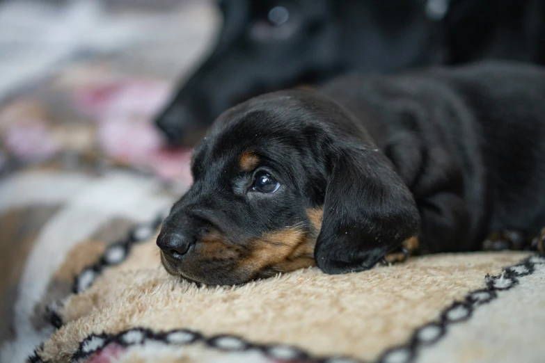 an adorable black puppy sitting on top of a rug