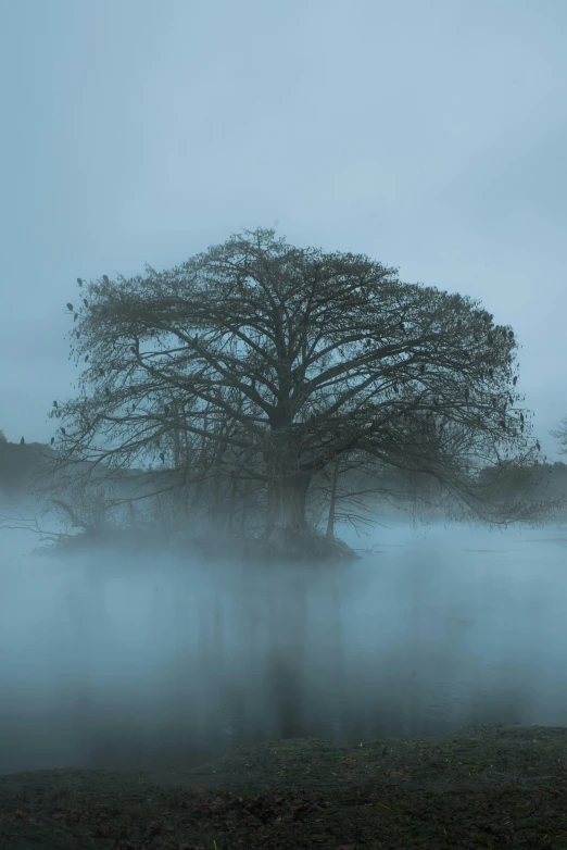 the large tree is surrounded by fog on a lake