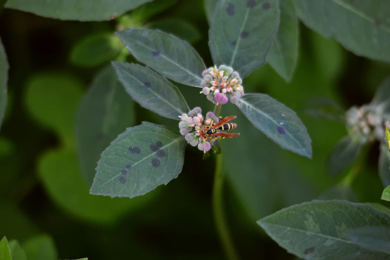 an open leafy green area with small flowers and small leaves