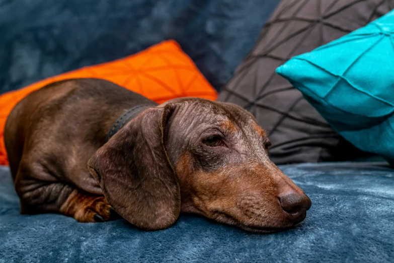 a dog resting its head on the couch