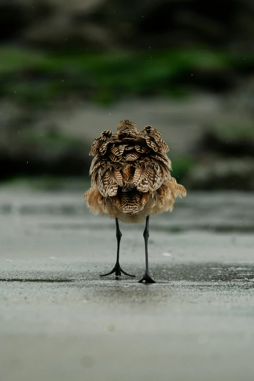 a bird standing in a dle on a cement floor