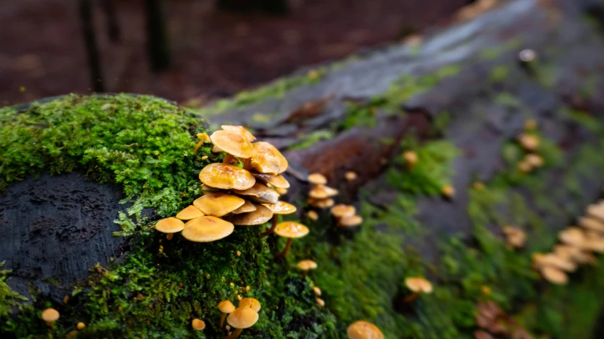 mushrooms are growing on the bark of a tree