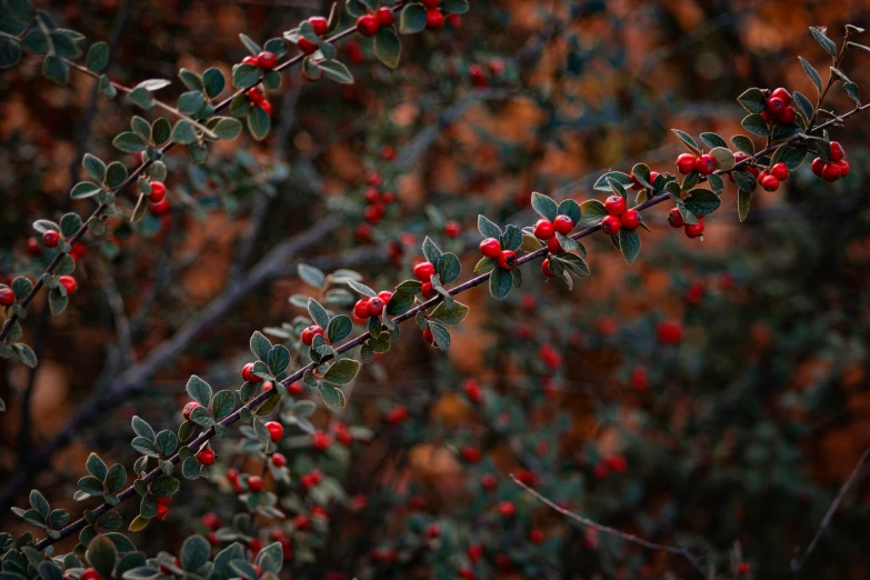 a nch with berry like red berries on it