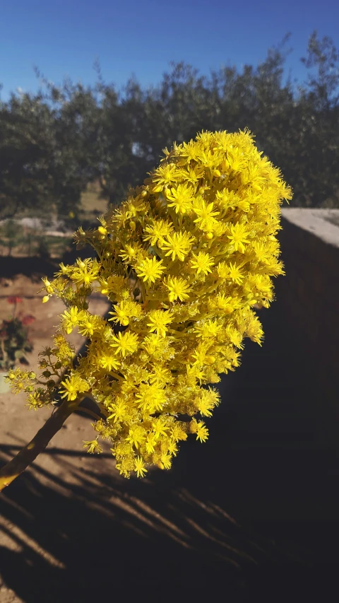 close up of a very large yellow flower in front of some trees