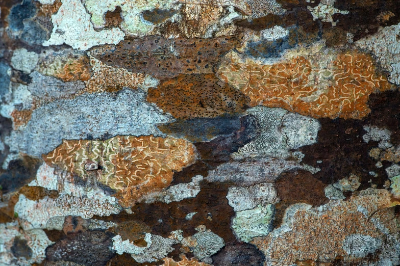 a close up of a bark or tree with licheny