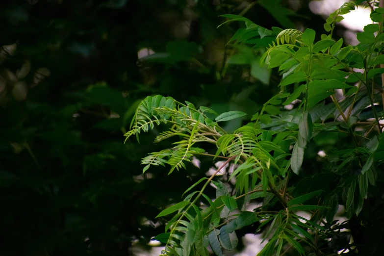 the nches and leaves are all full of green leaves