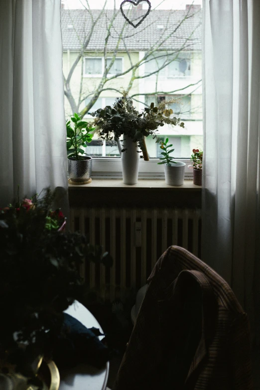 some plants are hanging out by the window