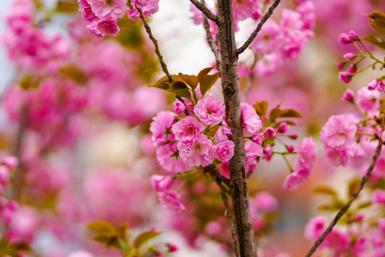 pink flowers on the nches of a tree