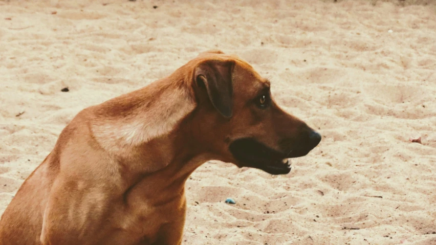 a dog with his face turned slightly as he sits in the sand