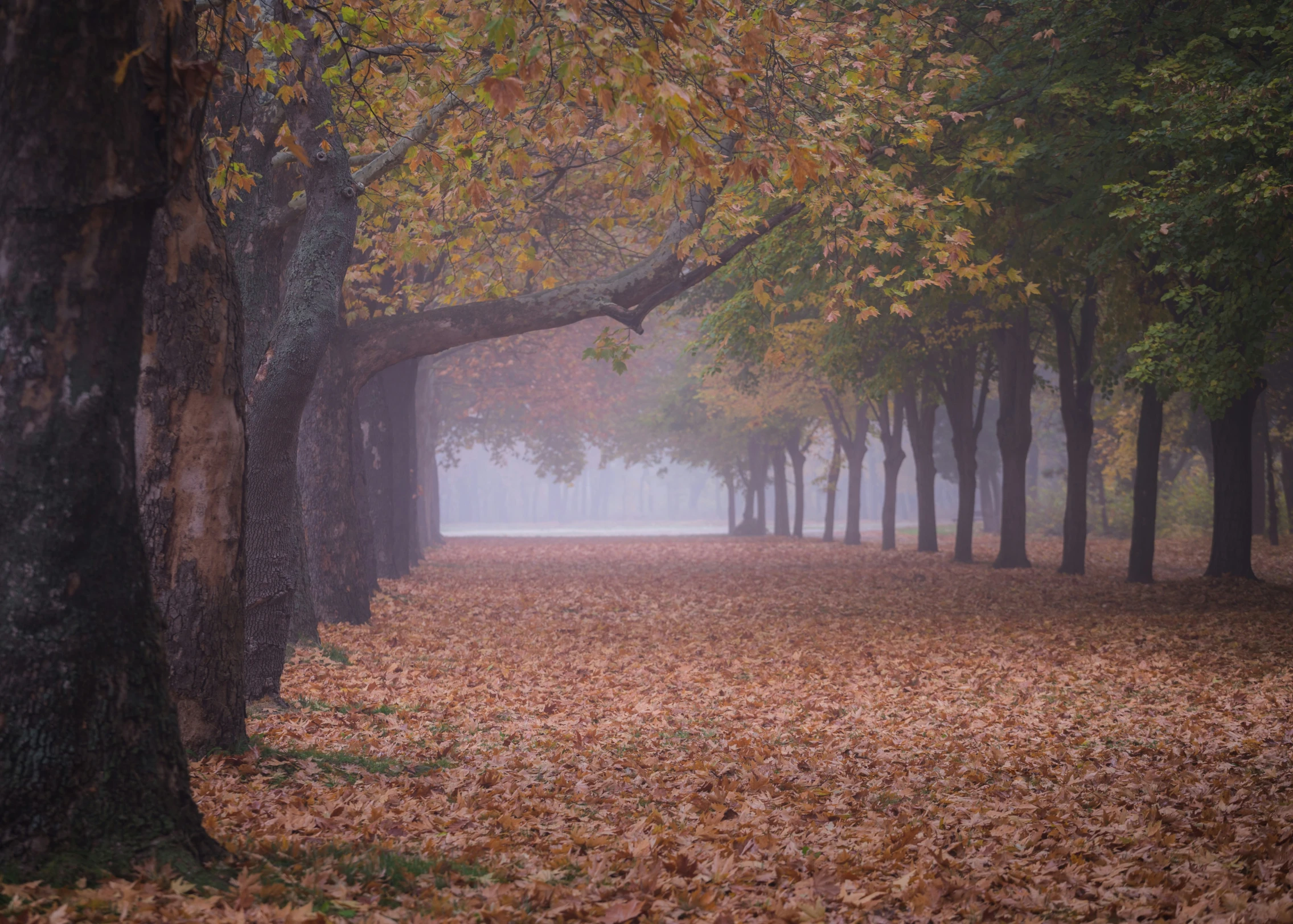 trees on the grass with leaves all over them and a bench in the middle