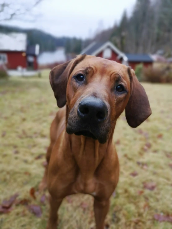 a large dog is standing in the grass