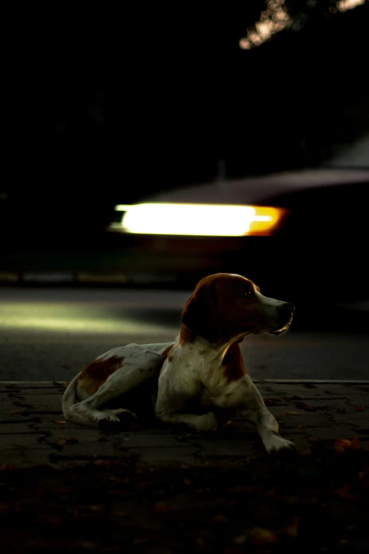 a dog that is sitting in the street