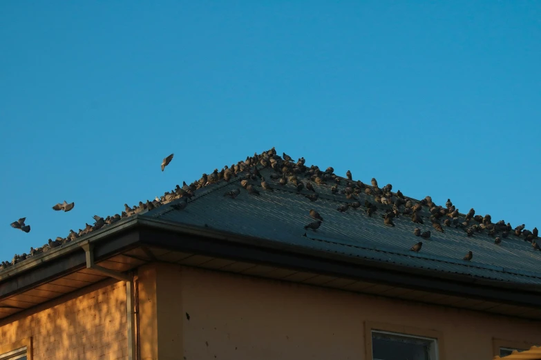 large group of birds sitting on top of roof