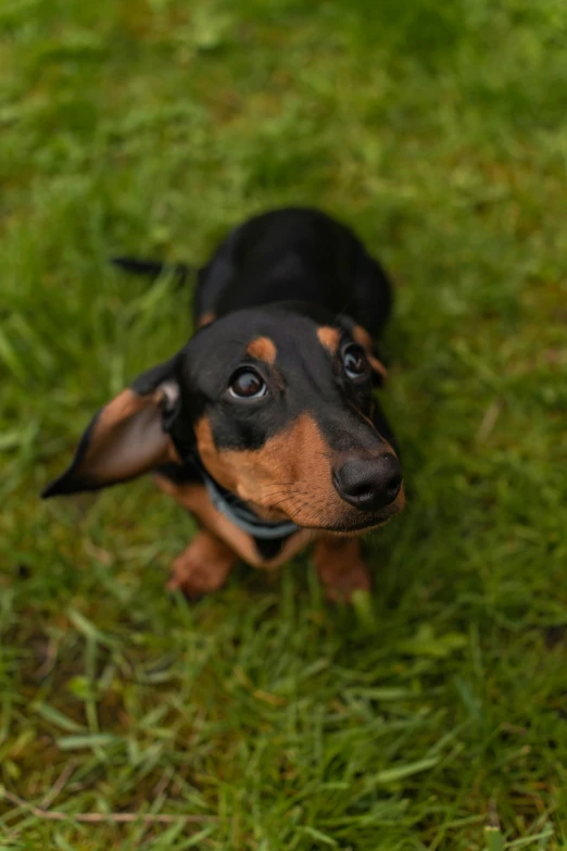 a dachshund looks up while standing on green grass