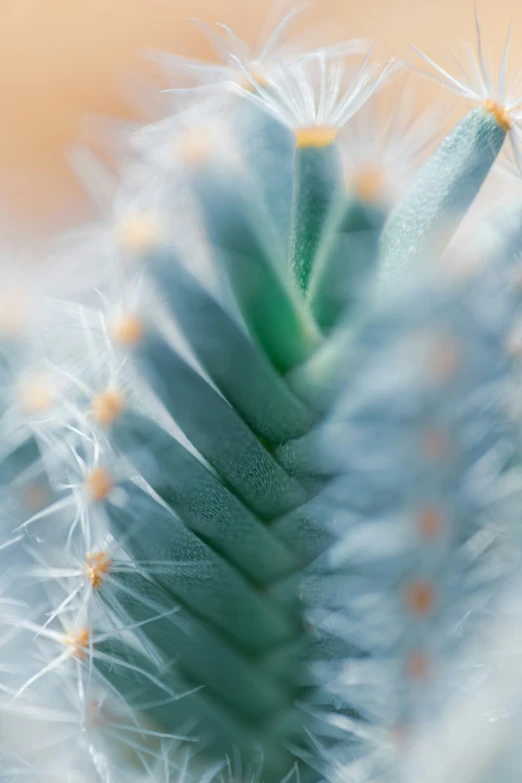 the spines of the cactus are pretty with orange tips