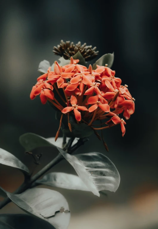 a red flower that is in some kind of plant