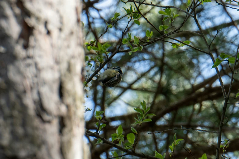 there is a bird sitting on the tree