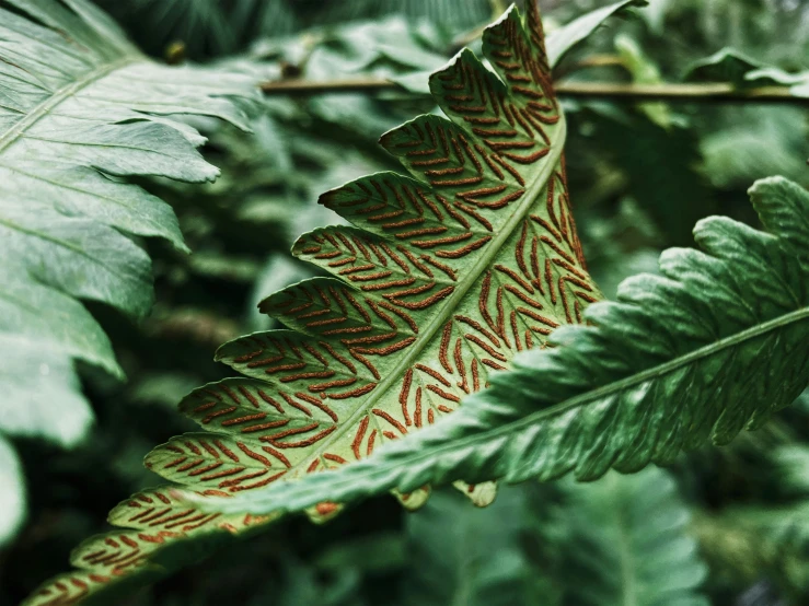 the back end of a green leaf that is curved