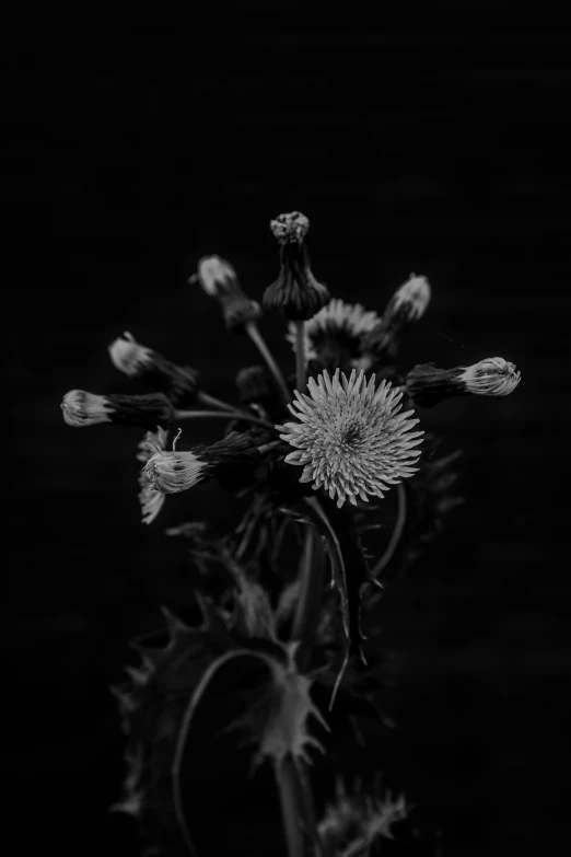 black and white image of wild flowers against dark background