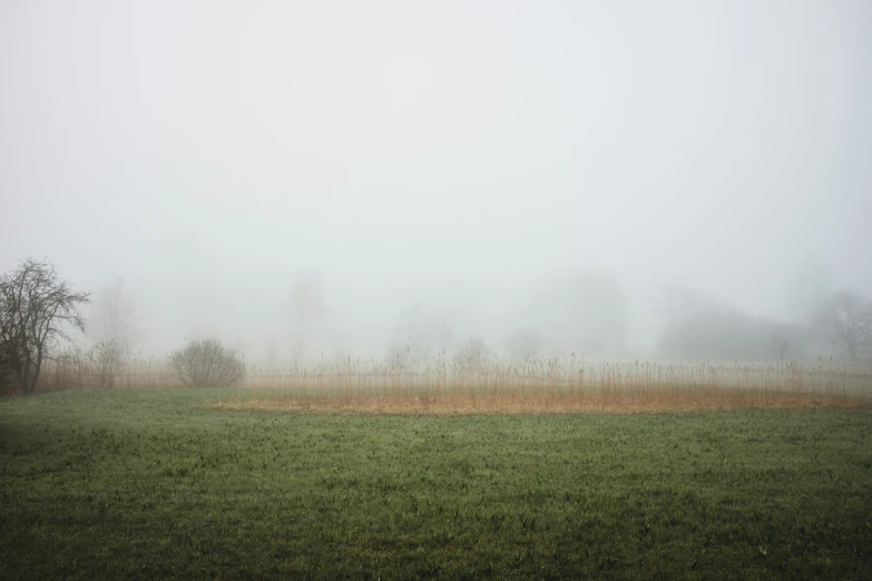 a foggy field sits beneath a group of trees