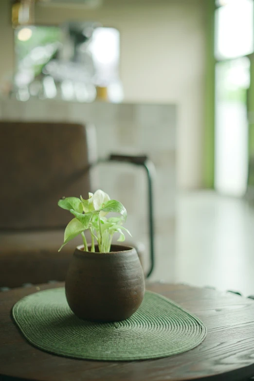 a small potted plant is sitting on a table