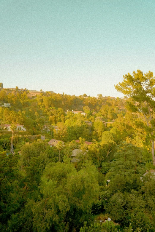 a hillside covered in trees and bushes under a blue sky