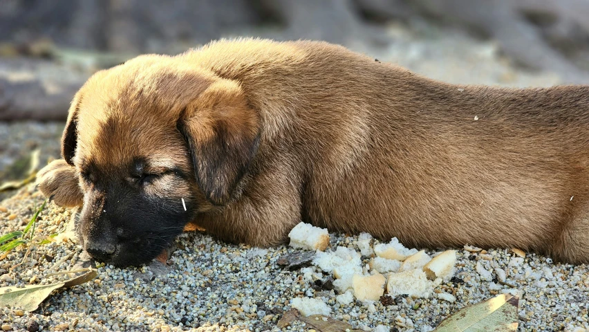 the puppy is taking a nap on the beach
