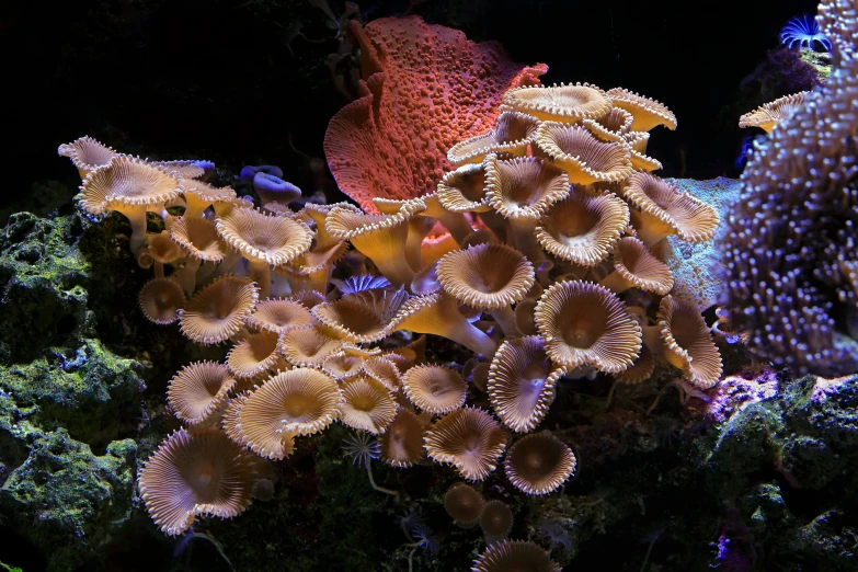 there is a large group of marine life inside a tank