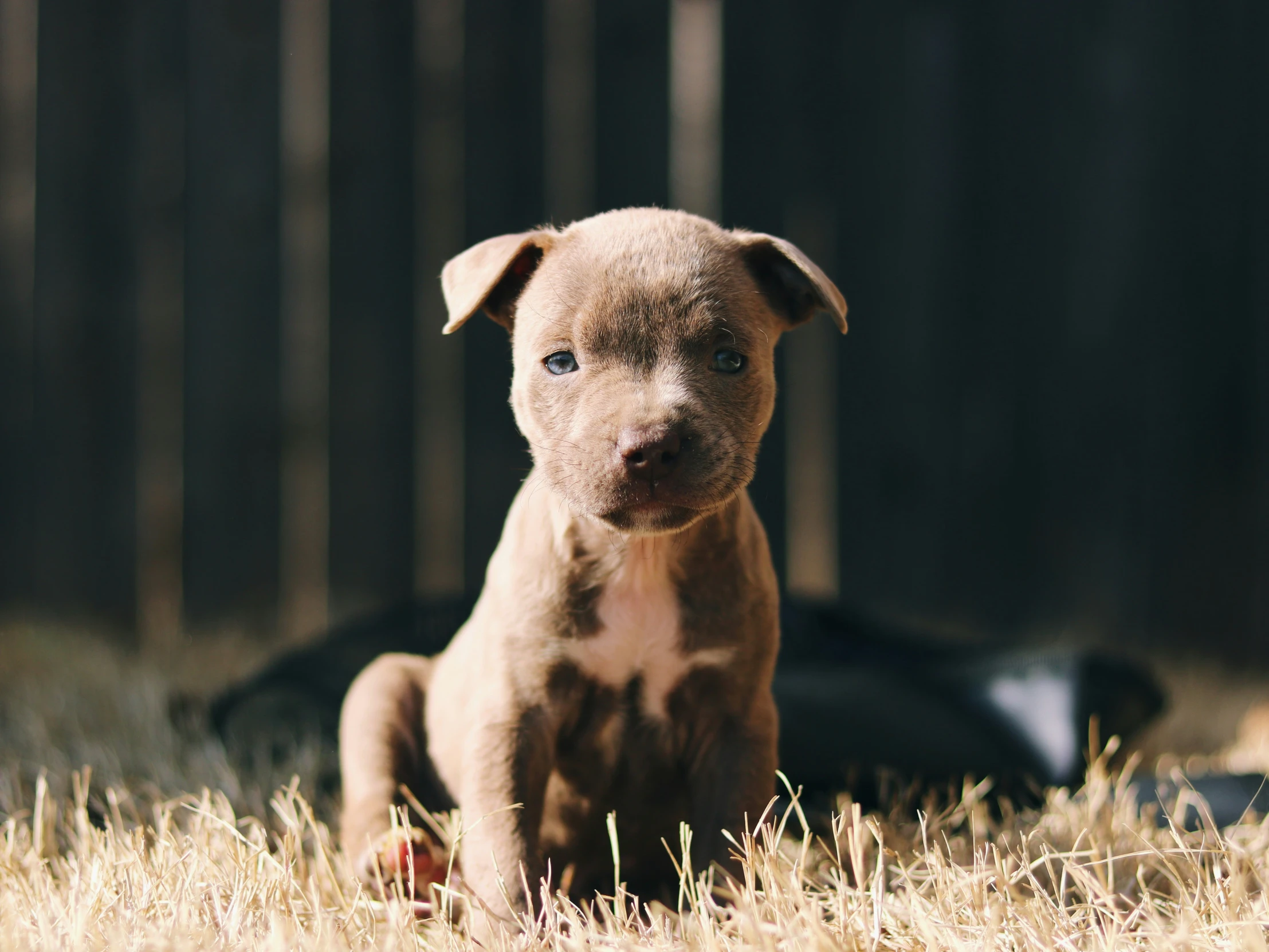 a little puppy that is sitting in the grass