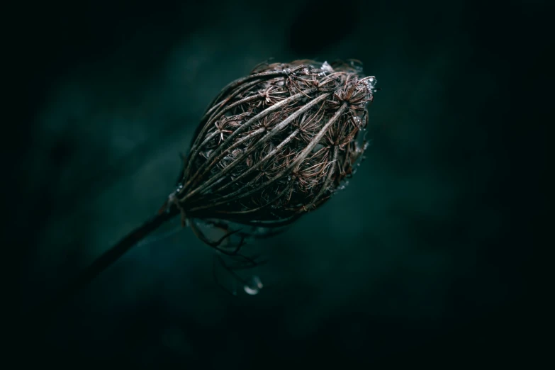 a plant with lots of leaves in the dark