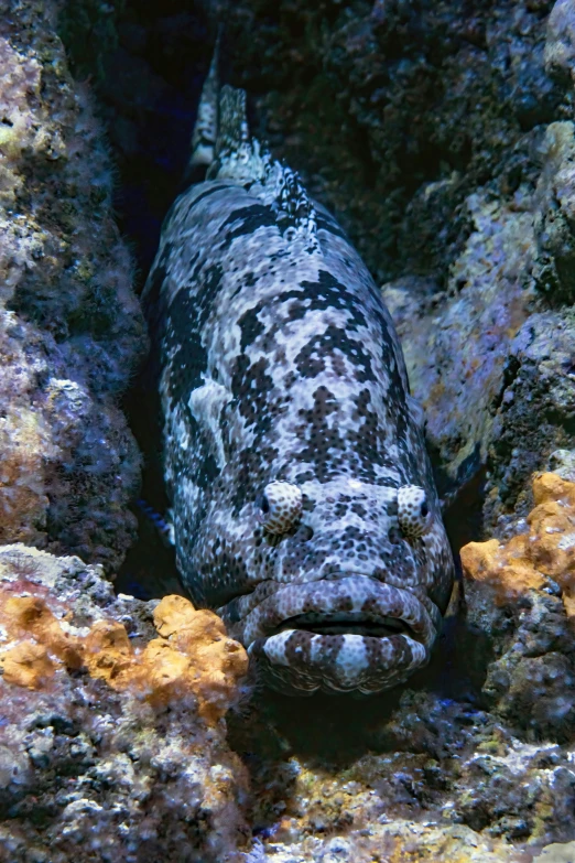 a white and black spotted animal in an underwater coral