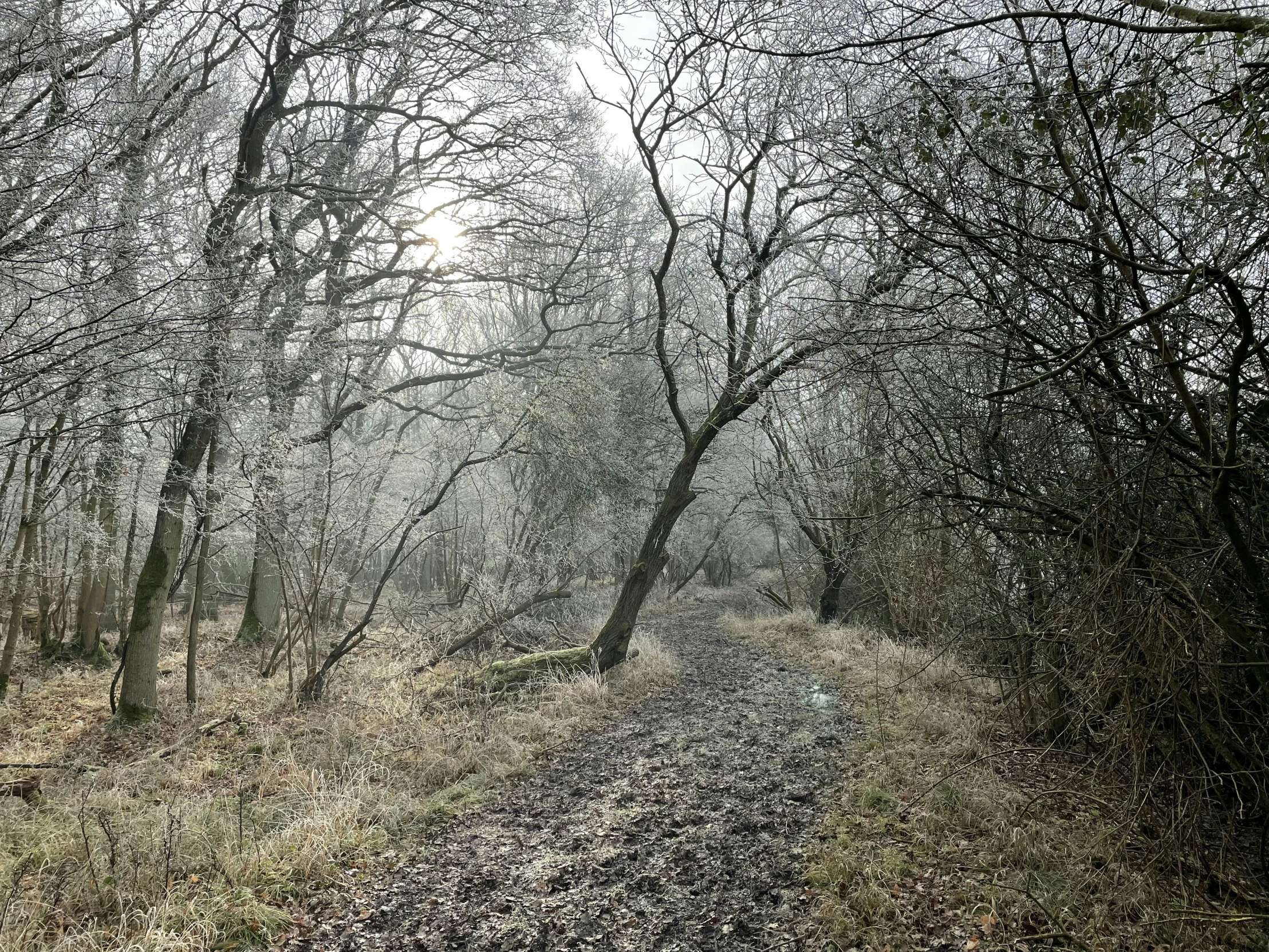 the path leading through a forest is covered in heavy fog