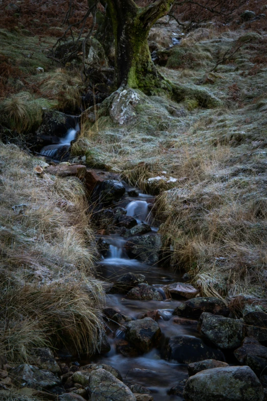 a stream flows in between rocks, grass and a bare tree