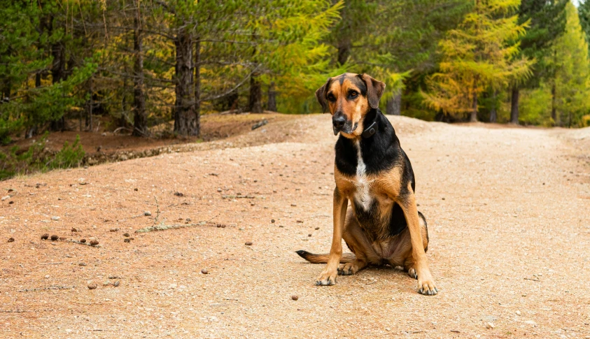 a dog sitting down in the dirt near some trees