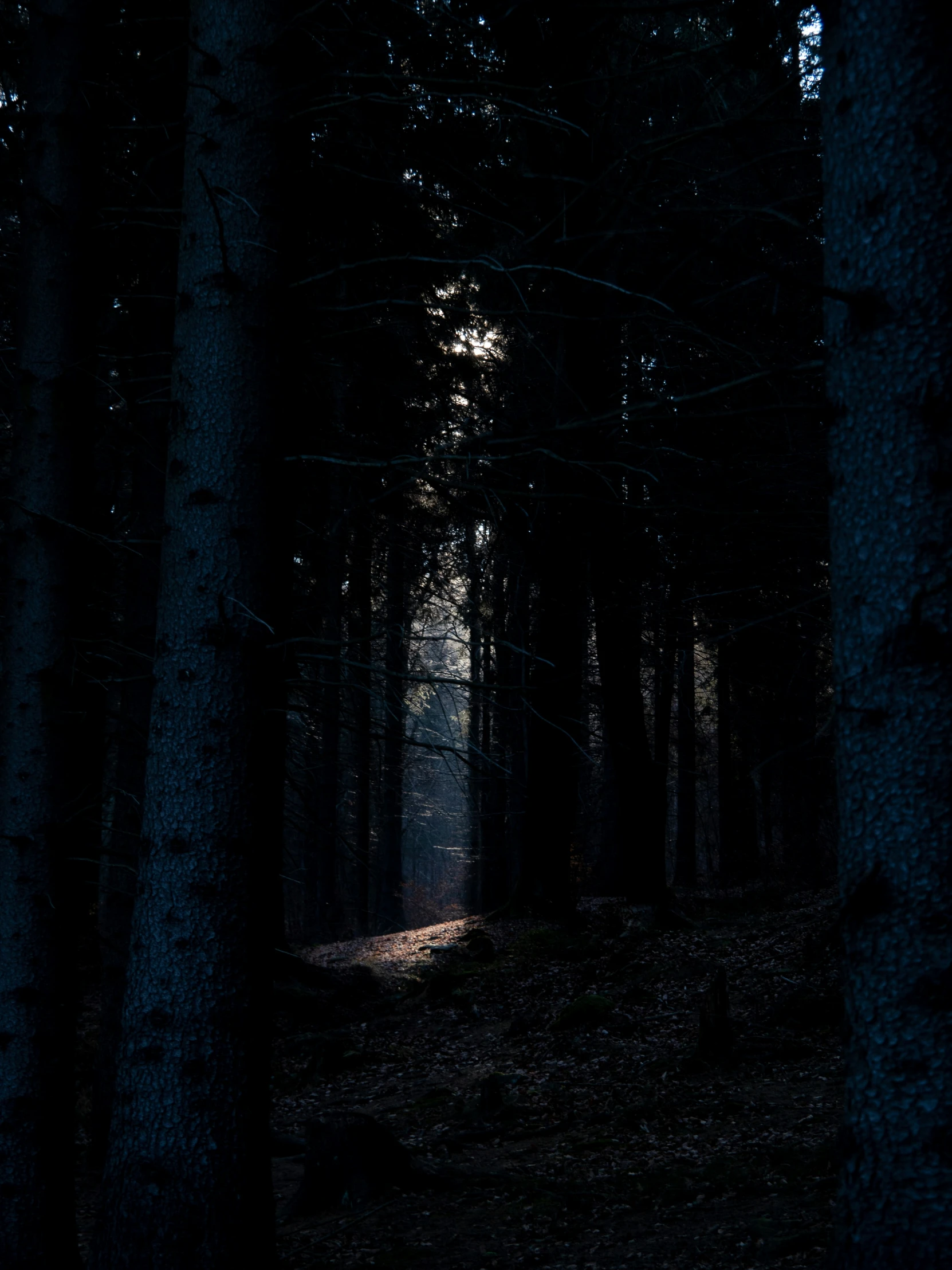 a dark, shadowy forest path in the woods
