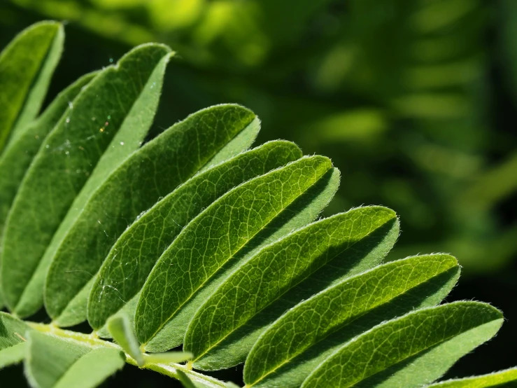 the small green leaves of a leafy plant