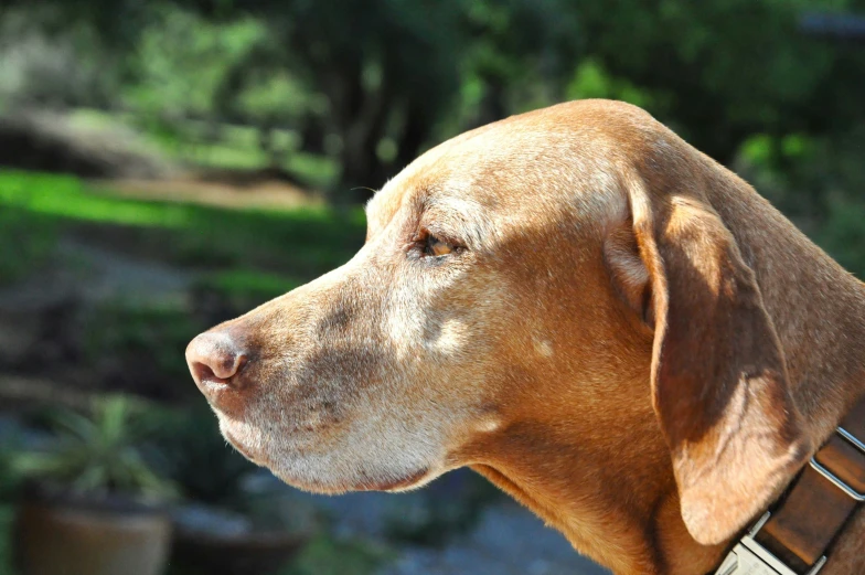 a closeup s of a brown dog