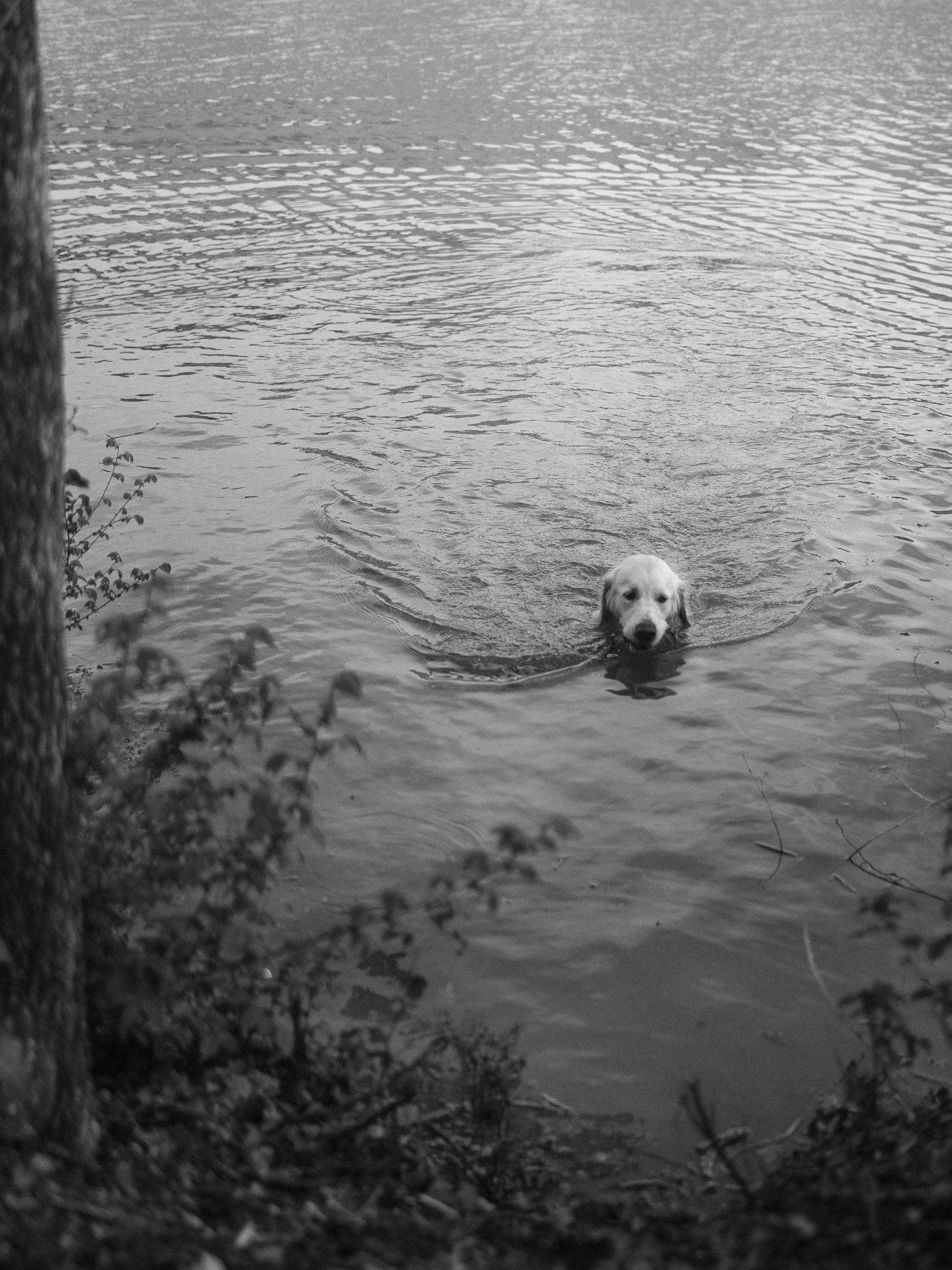 a dog swimming in water near trees