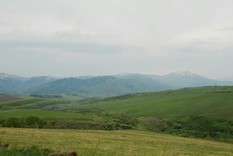 a grass field with animals grazing on it