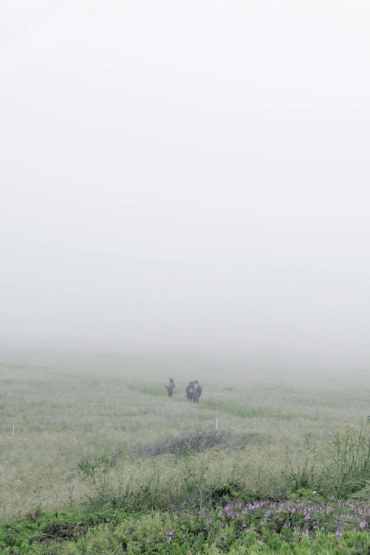 two animals standing on a foggy grass field