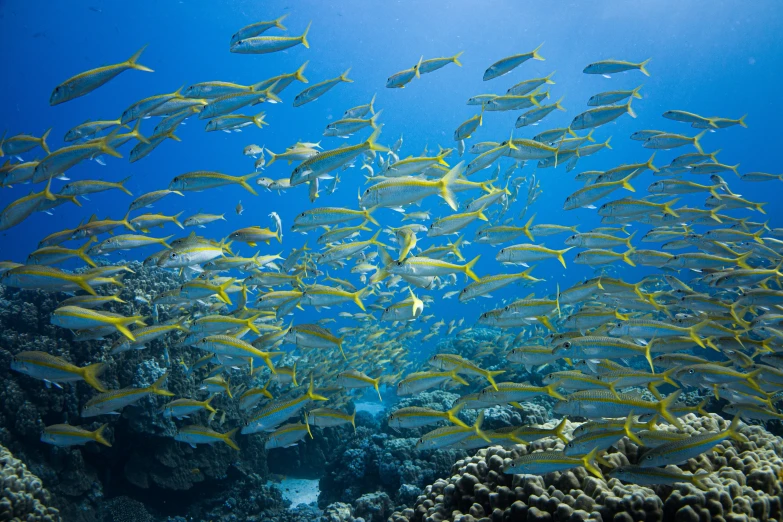 a lot of fish swim around the coral reef