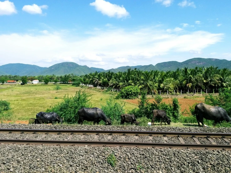 a group of animals grazing in the field next to train tracks