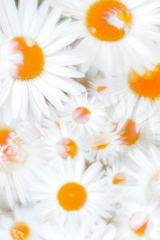 the white flowers with orange centers are all in bloom