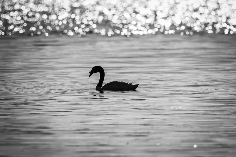 a duck floating on top of a body of water