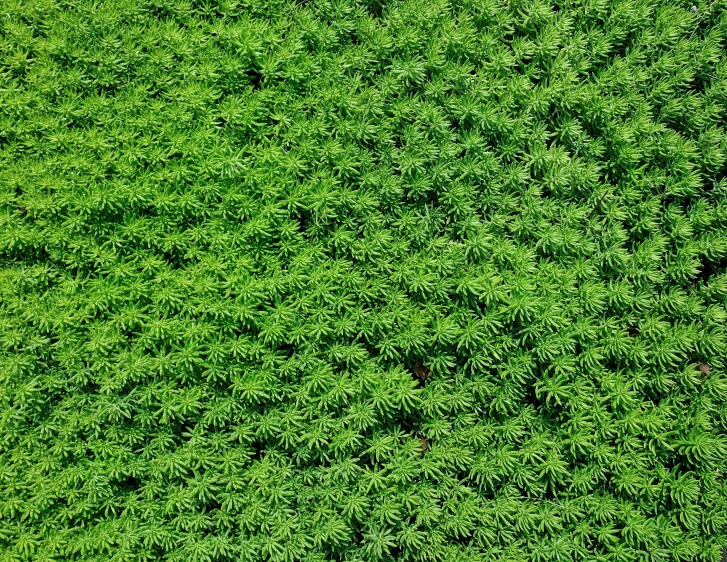 green leaves are covering the ground from above